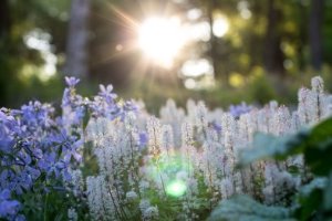 Trentham Dawn Chorus